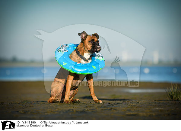 sitzender Deutscher Boxer / sitting German Boxer / YJ-13390