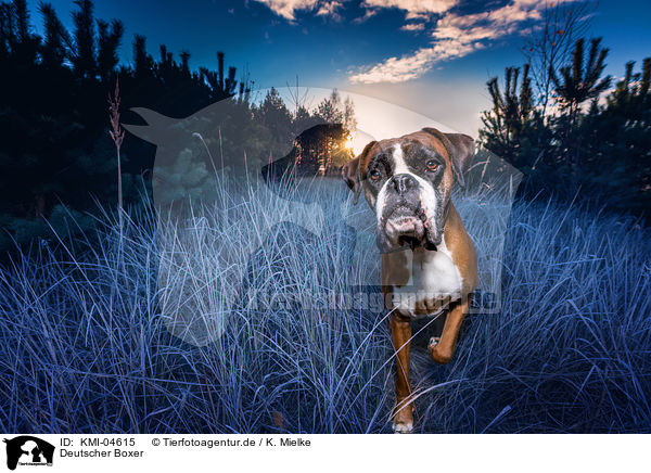 Deutscher Boxer / German Boxer / KMI-04615