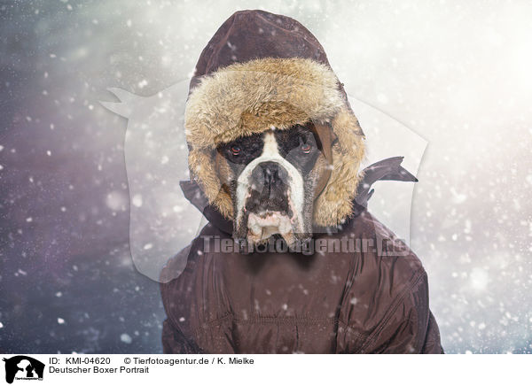 Deutscher Boxer Portrait / German Boxer Portrait / KMI-04620