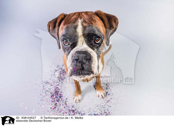sitzender Deutscher Boxer / KMI-04627