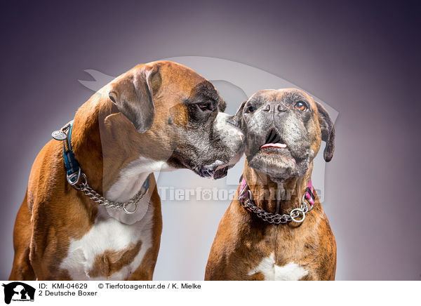 2 Deutsche Boxer / 2 German Boxer / KMI-04629