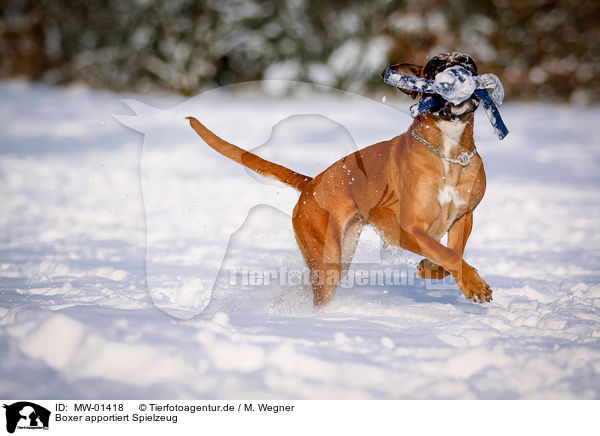 Boxer apportiert Spielzeug / Boxer retrieves toys / MW-01418