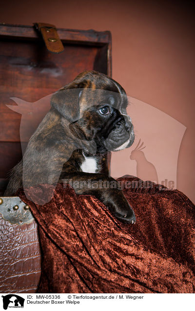 Deutscher Boxer Welpe / German Boxer Puppy / MW-05336
