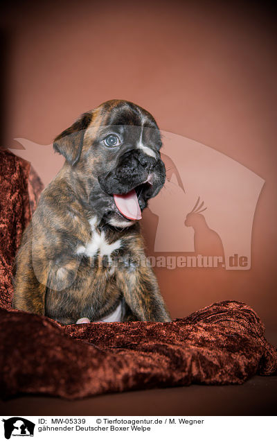 ghnender Deutscher Boxer Welpe / yawning German Boxer Puppy / MW-05339