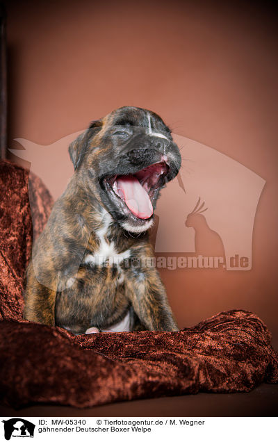ghnender Deutscher Boxer Welpe / yawning German Boxer Puppy / MW-05340