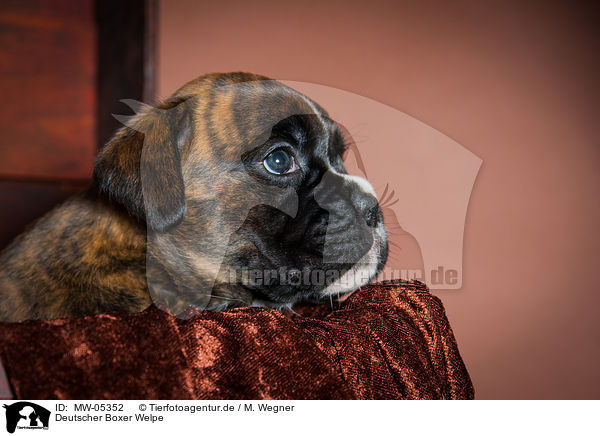 Deutscher Boxer Welpe / German Boxer Puppy / MW-05352