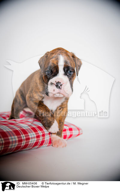 Deutscher Boxer Welpe / German Boxer Puppy / MW-05406