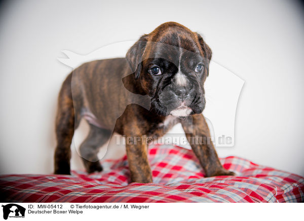 Deutscher Boxer Welpe / German Boxer Puppy / MW-05412