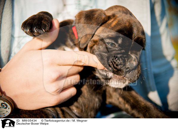 Deutscher Boxer Welpe / German Boxer Puppy / MW-05434