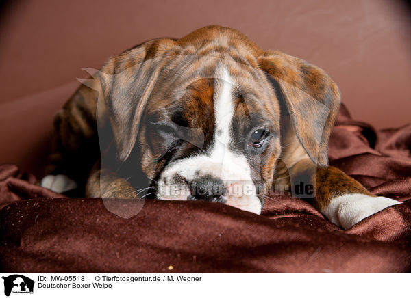 Deutscher Boxer Welpe / German Boxer Puppy / MW-05518