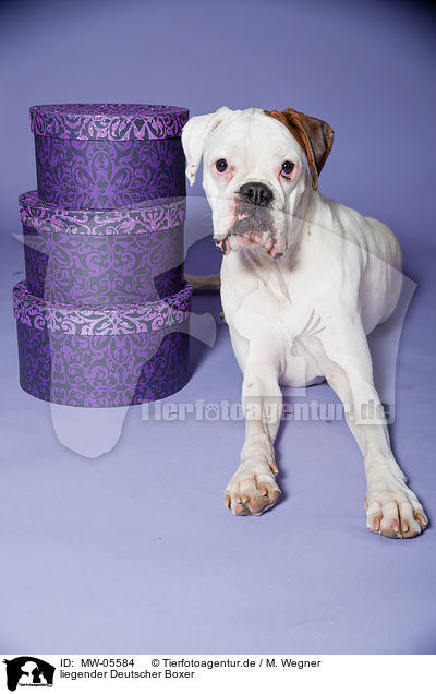 liegender Deutscher Boxer / lying German Boxer / MW-05584