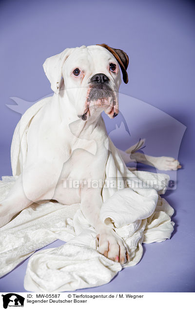 liegender Deutscher Boxer / lying German Boxer / MW-05587