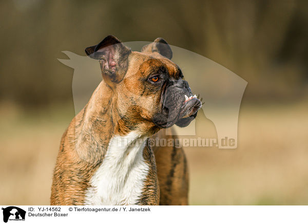 Deutscher Boxer / German Boxer / YJ-14562