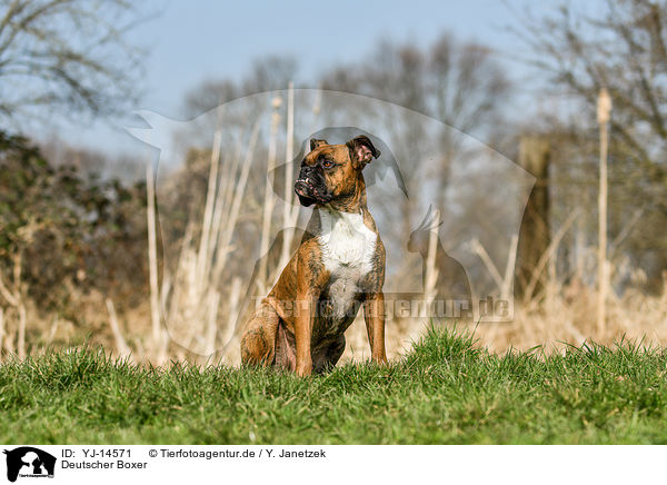 Deutscher Boxer / German Boxer / YJ-14571