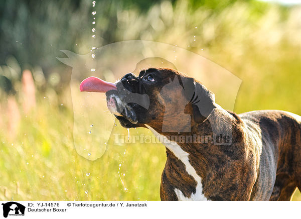 Deutscher Boxer / German Boxer / YJ-14576