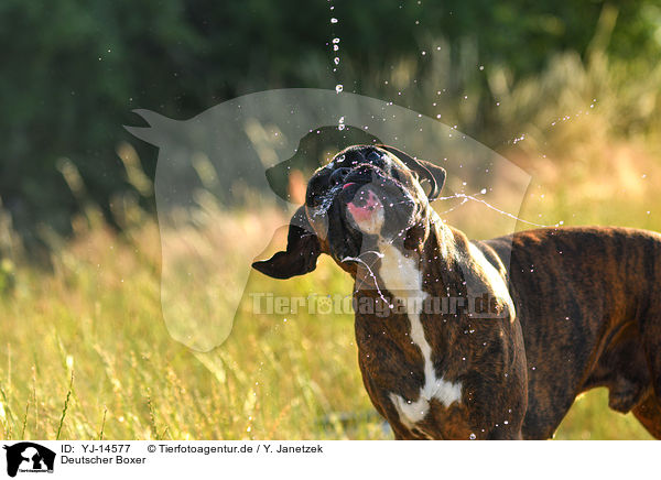 Deutscher Boxer / German Boxer / YJ-14577