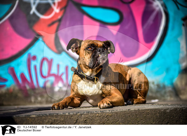 Deutscher Boxer / German Boxer / YJ-14592