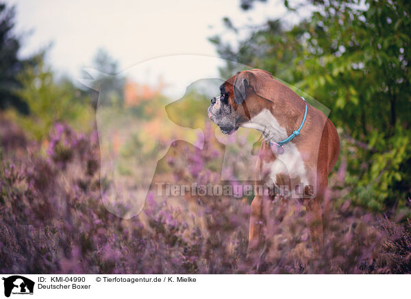 Deutscher Boxer / German Boxer / KMI-04990