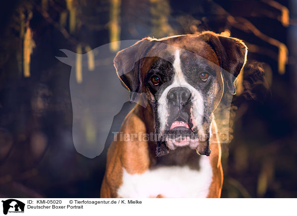 Deutscher Boxer Portrait / KMI-05020