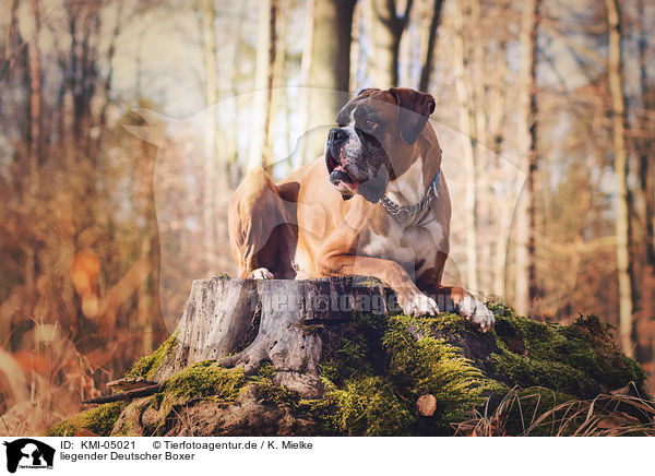 liegender Deutscher Boxer / lying German Boxer / KMI-05021