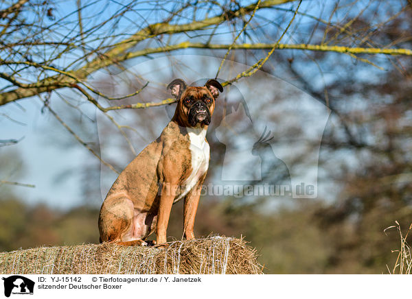 sitzender Deutscher Boxer / sitting German Boxer / YJ-15142