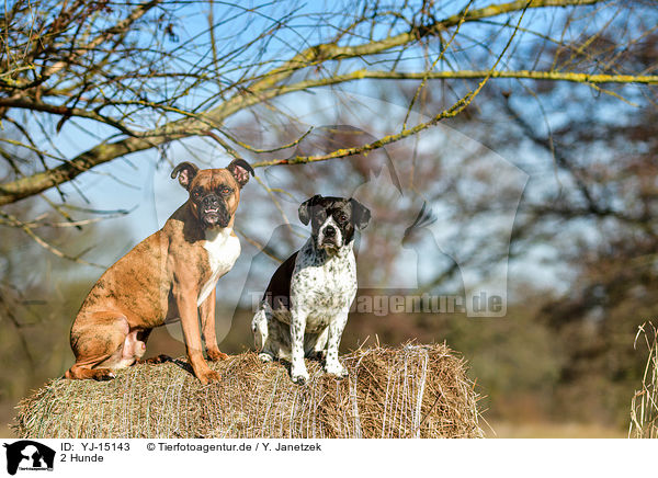 2 Hunde / 2 dogs / YJ-15143