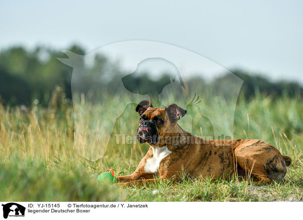 liegender Deutscher Boxer / lying German Boxer / YJ-15145
