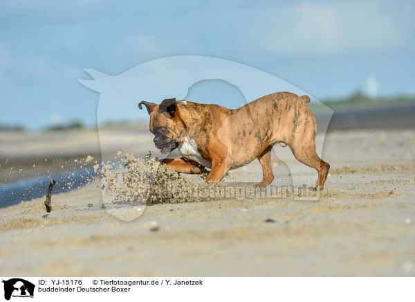buddelnder Deutscher Boxer / digging German Boxer / YJ-15176