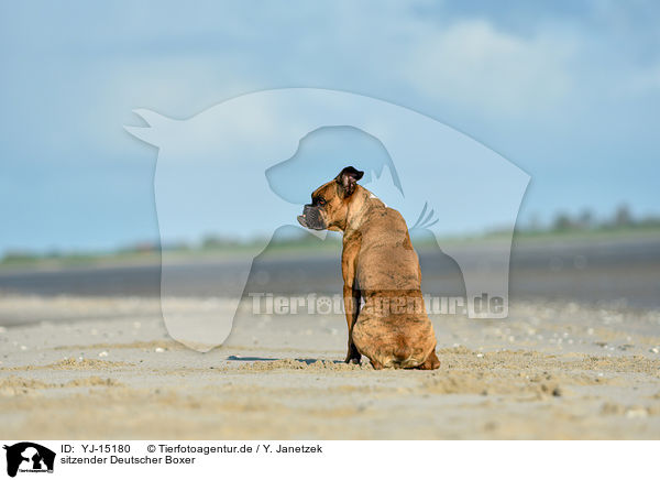 sitzender Deutscher Boxer / sitting German Boxer / YJ-15180