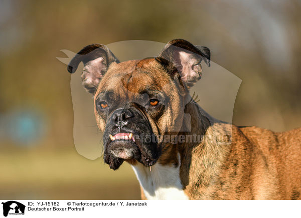 Deutscher Boxer Portrait / YJ-15182