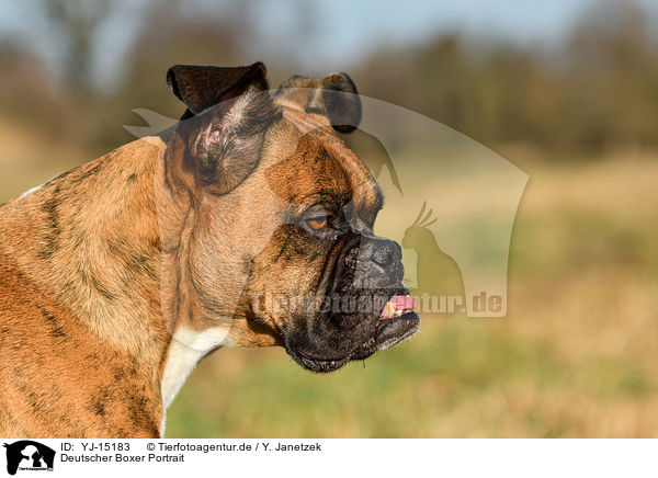 Deutscher Boxer Portrait / YJ-15183