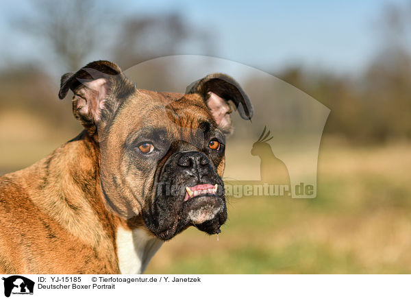 Deutscher Boxer Portrait / German Boxer Portrait / YJ-15185