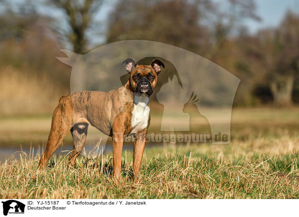 Deutscher Boxer / German Boxer / YJ-15187