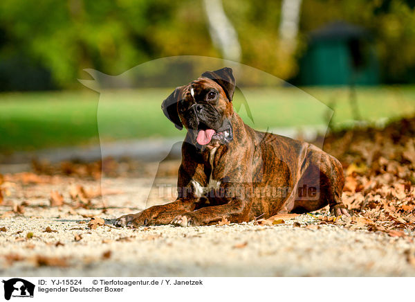 liegender Deutscher Boxer / lying German Boxer / YJ-15524