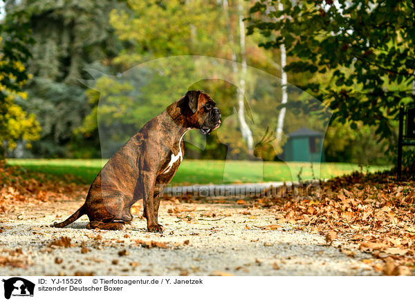 sitzender Deutscher Boxer / YJ-15526