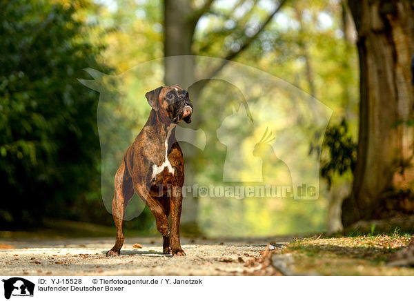 laufender Deutscher Boxer / walking German Boxer / YJ-15528