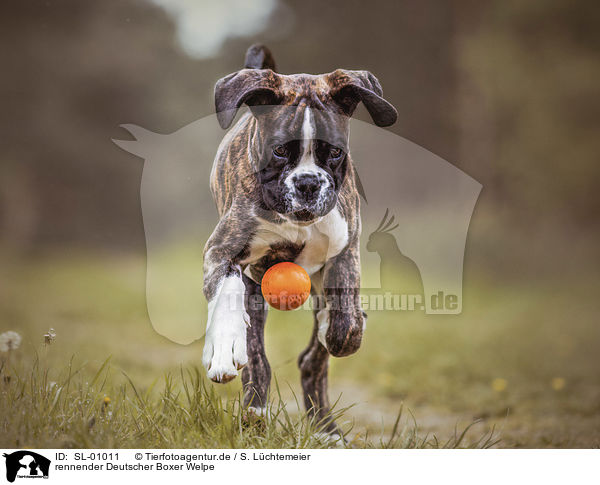 rennender Deutscher Boxer Welpe / running German Boxer Puppy / SL-01011