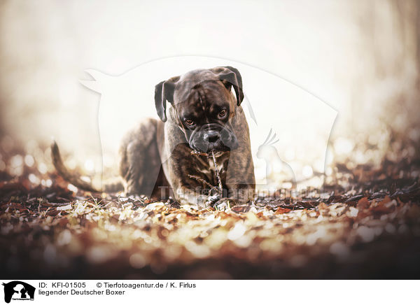 liegender Deutscher Boxer / lying German Boxer / KFI-01505