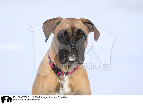 Deutscher Boxer Portrait / German Boxer Portrait / PM-07683