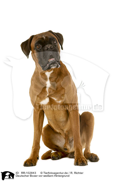 Deutscher Boxer vor weiem Hintergrund / RR-102843