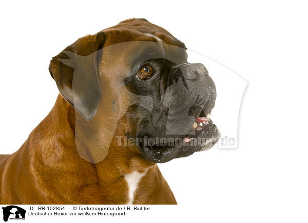 Deutscher Boxer vor weiem Hintergrund / RR-102854