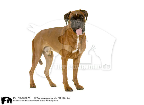 Deutscher Boxer vor weiem Hintergrund / RR-102873