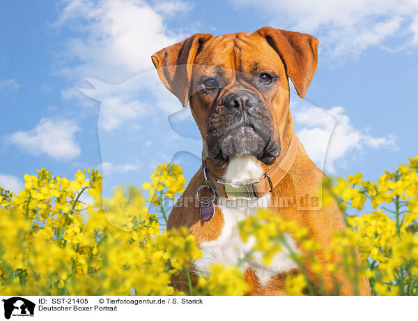Deutscher Boxer Portrait / SST-21405