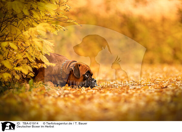 Deutscher Boxer im Herbst / German boxer in autumn / TBA-01914