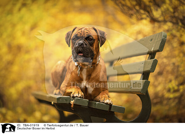 Deutscher Boxer im Herbst / TBA-01919