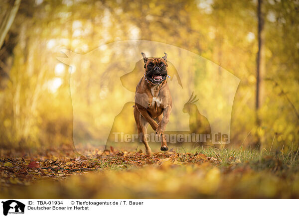 Deutscher Boxer im Herbst / TBA-01934