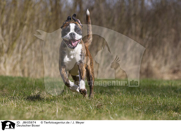 Deutscher Boxer / JM-05874