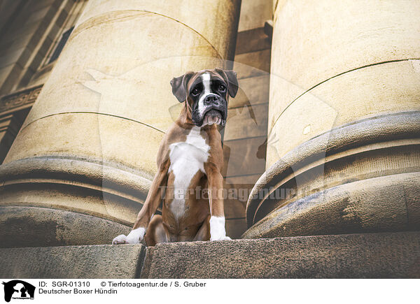 Deutscher Boxer Hndin / female German Boxer / SGR-01310