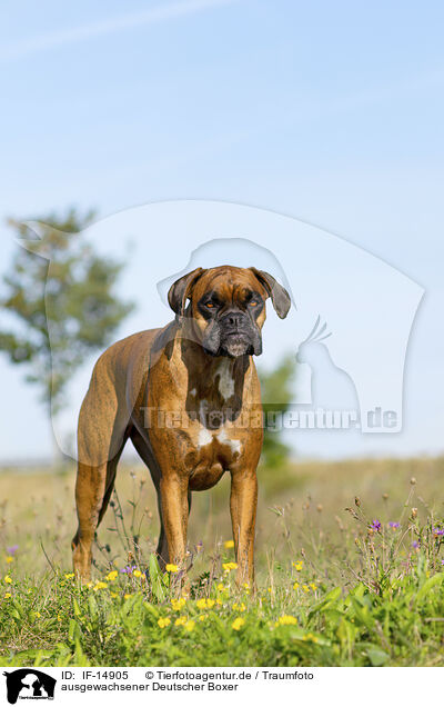 ausgewachsener Deutscher Boxer / adult German Boxer / IF-14905