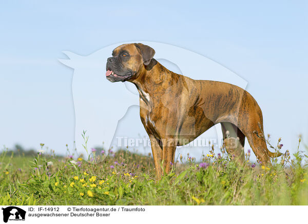 ausgewachsener Deutscher Boxer / adult German Boxer / IF-14912